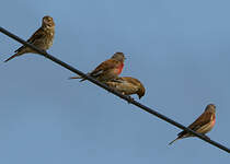 Linotte mélodieuse