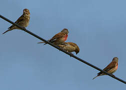 Common Linnet