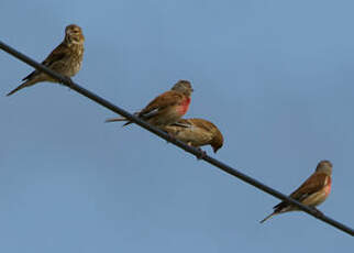 Linotte mélodieuse