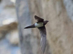 Alpine Swift