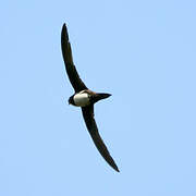 Alpine Swift