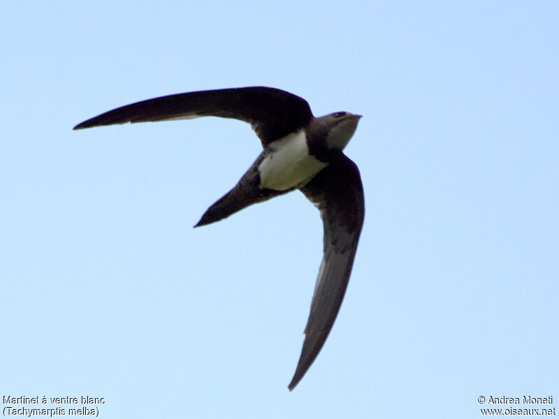 Alpine Swift