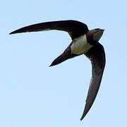 Alpine Swift