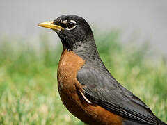 American Robin