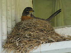 American Robin