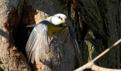 Mésange bleue