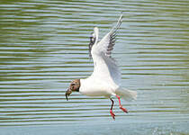 Mouette rieuse