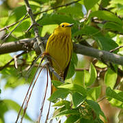 American Yellow Warbler