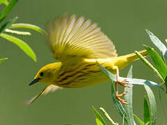 American Yellow Warbler