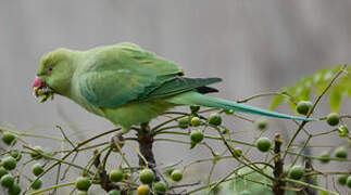 Rose-ringed Parakeet