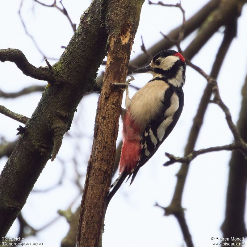 Great Spotted Woodpecker male adult, close-up portrait