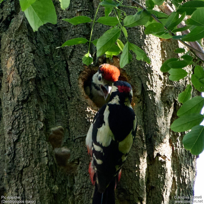 Great Spotted Woodpecker, close-up portrait