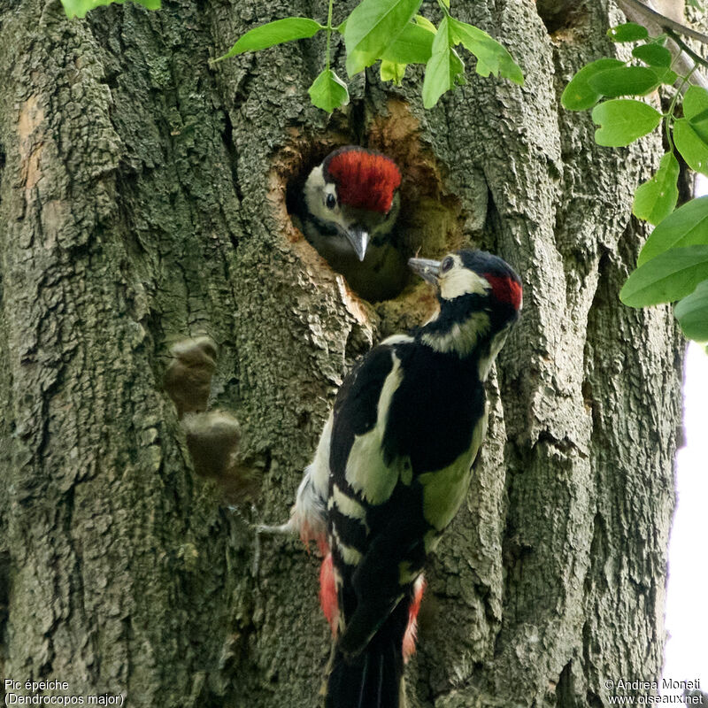 Great Spotted Woodpecker, close-up portrait