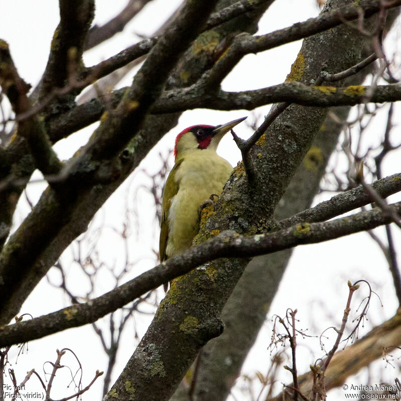 European Green Woodpecker