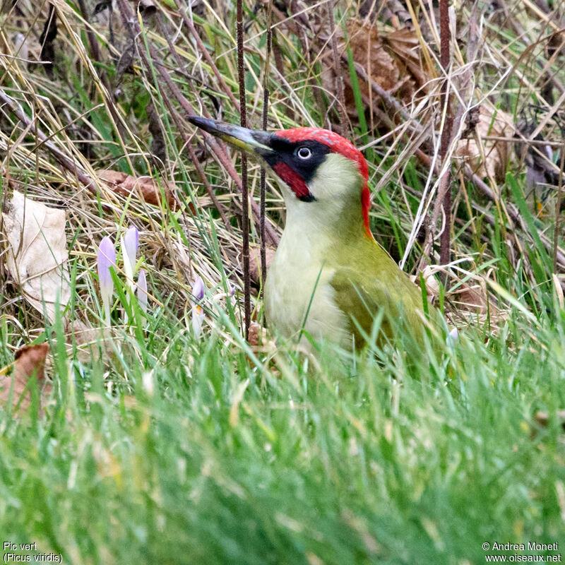 European Green Woodpecker male