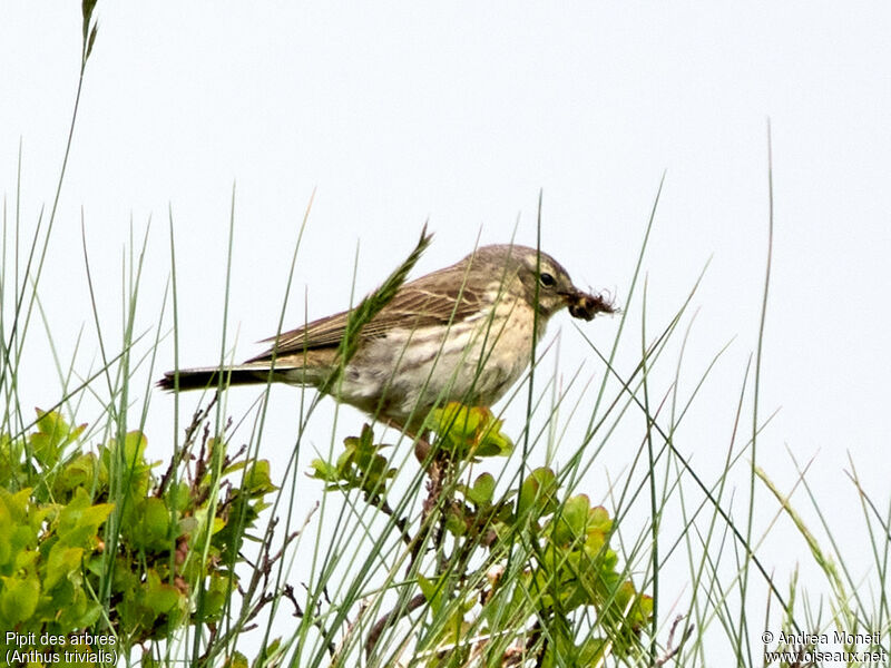 Tree Pipit, close-up portrait