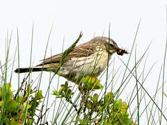 Tree Pipit