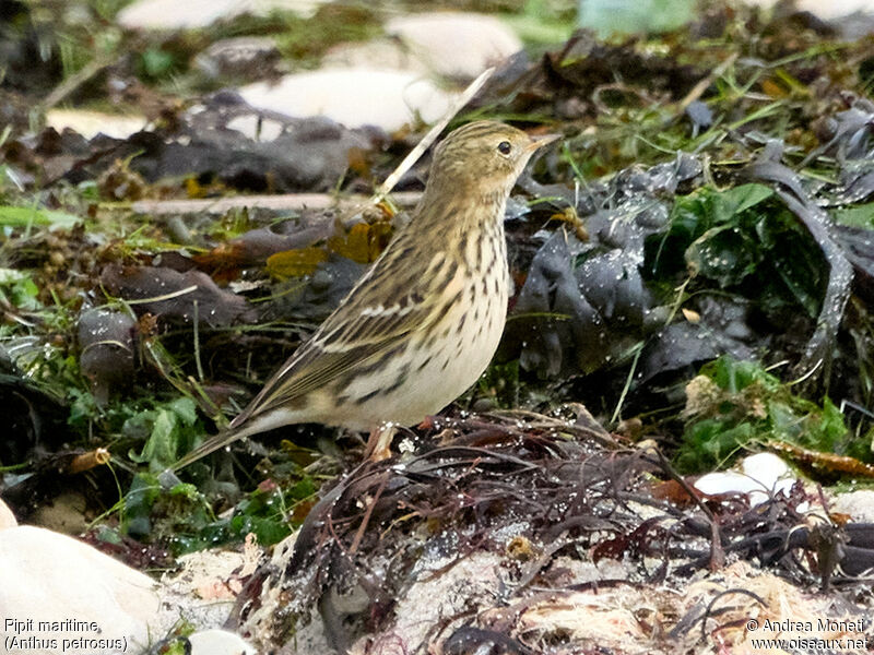 European Rock Pipit