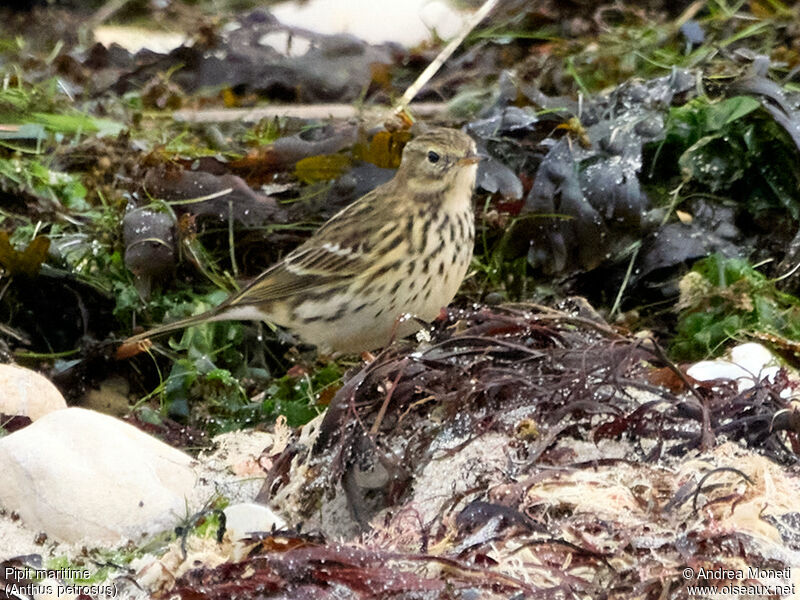 European Rock Pipit