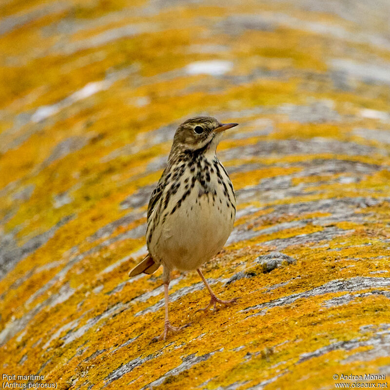 European Rock Pipit, close-up portrait