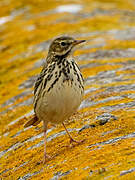 European Rock Pipit