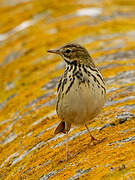 European Rock Pipit