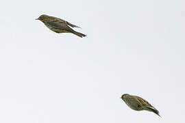 European Rock Pipit