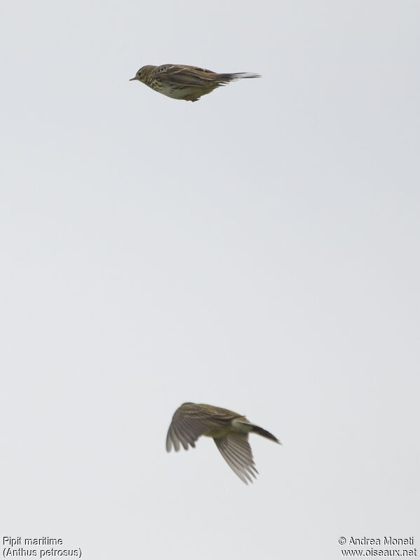 European Rock Pipit, Flight