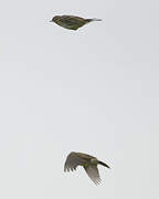 European Rock Pipit