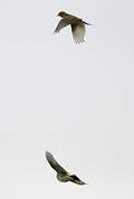 European Rock Pipit