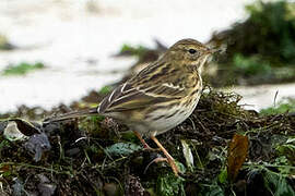 European Rock Pipit