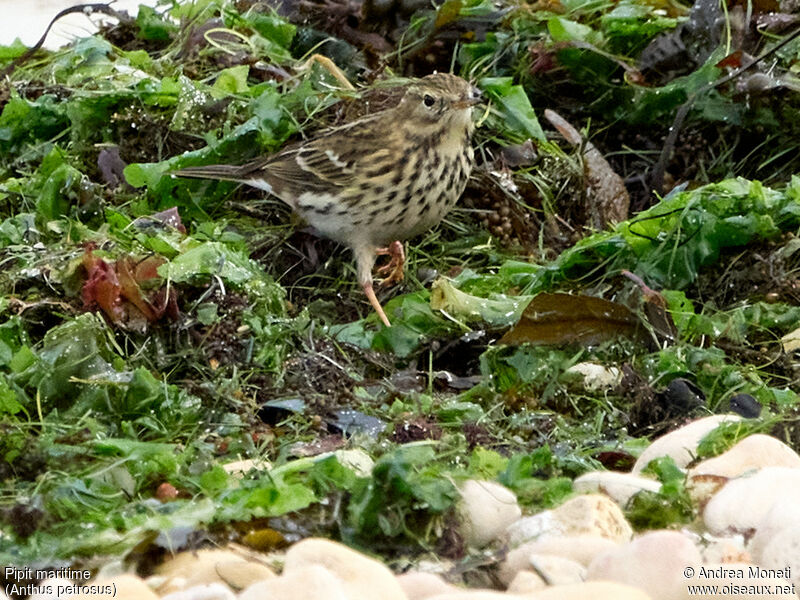 European Rock Pipit, close-up portrait, walking