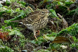 European Rock Pipit