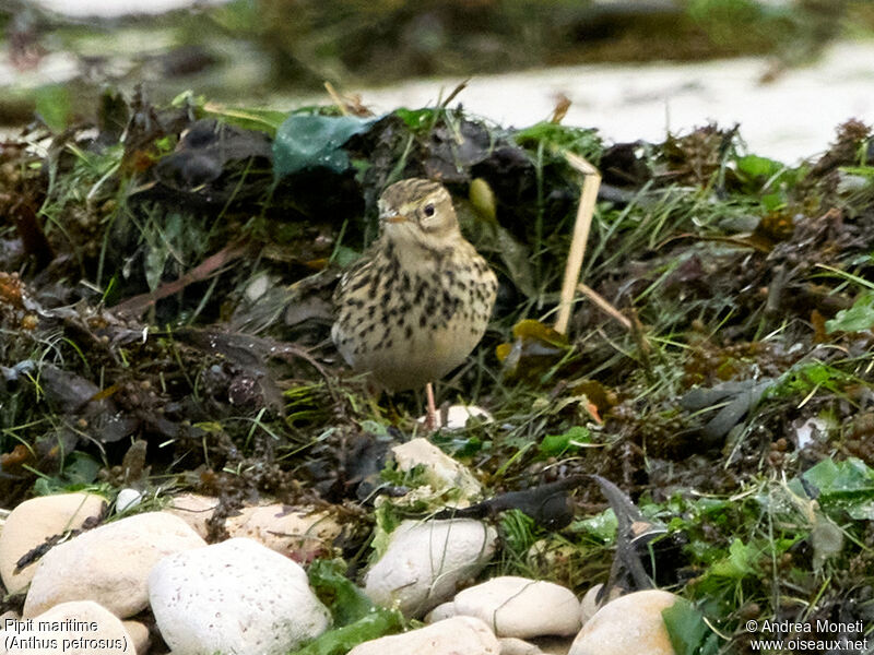 European Rock Pipit, close-up portrait