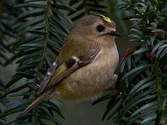 Goldcrest