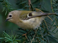 Goldcrest