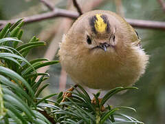 Goldcrest