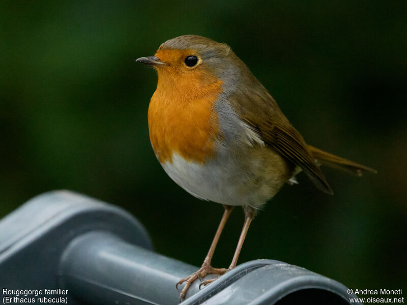 European Robinadult