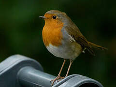 European Robin