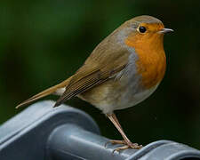 European Robin