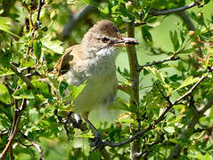 Great Reed Warbler