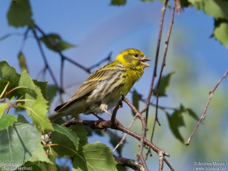 Serin cini, portrait