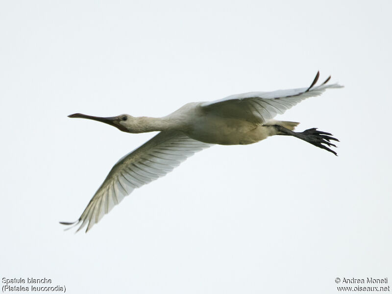 Eurasian Spoonbill, Flight