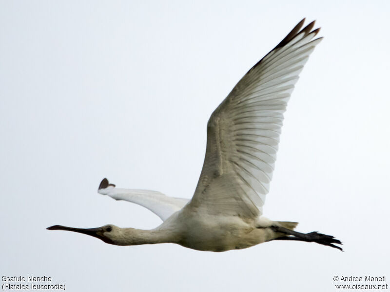 Eurasian Spoonbill