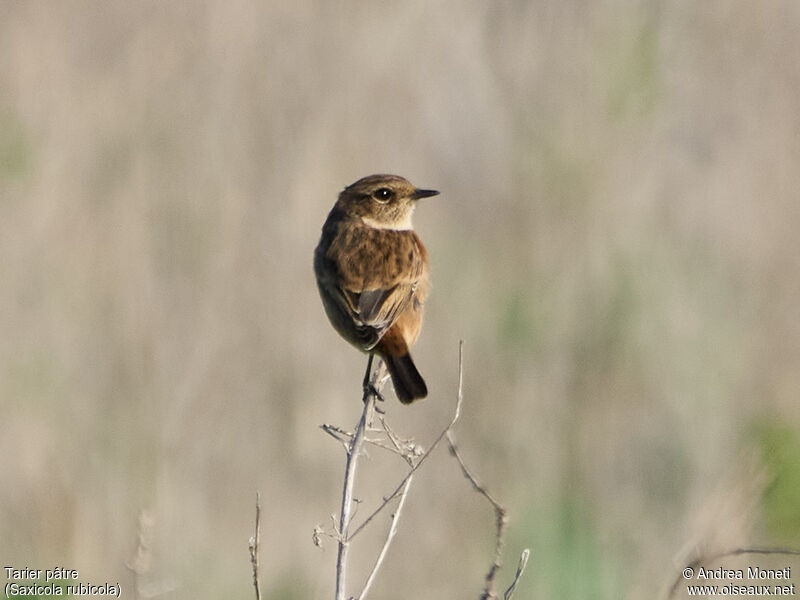 European Stonechat