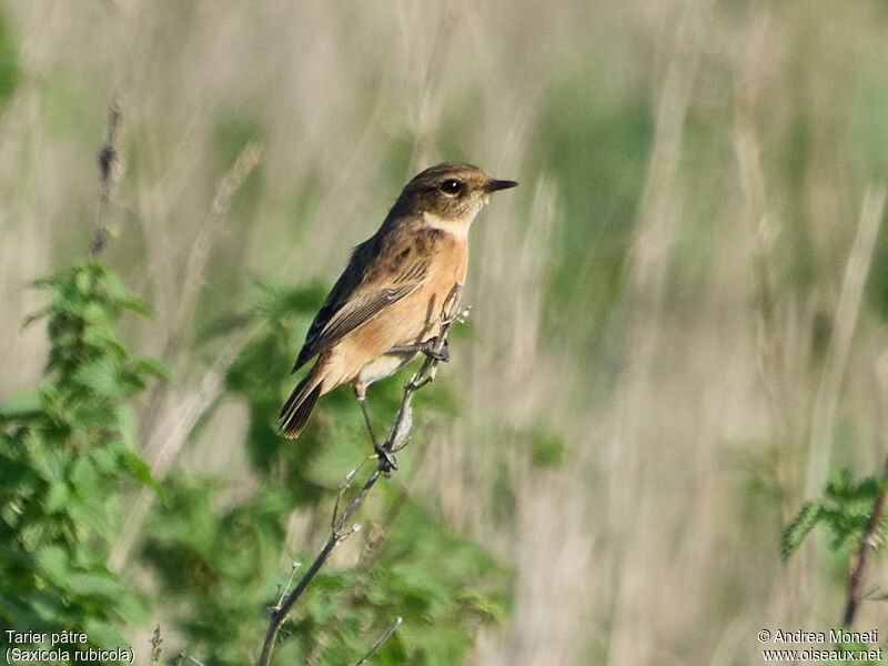 European Stonechat female