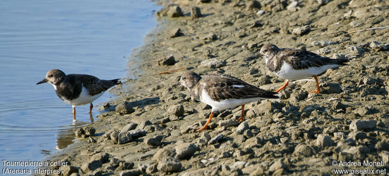 Ruddy Turnstone, habitat