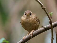 Eurasian Wren