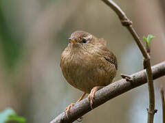 Eurasian Wren