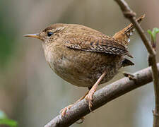 Eurasian Wren